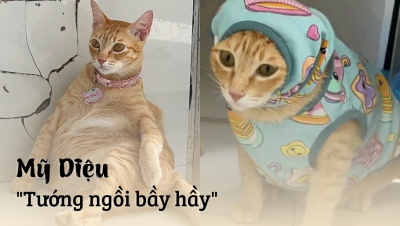 Hình nền Mỹ Diệu và những chiếc mèo 