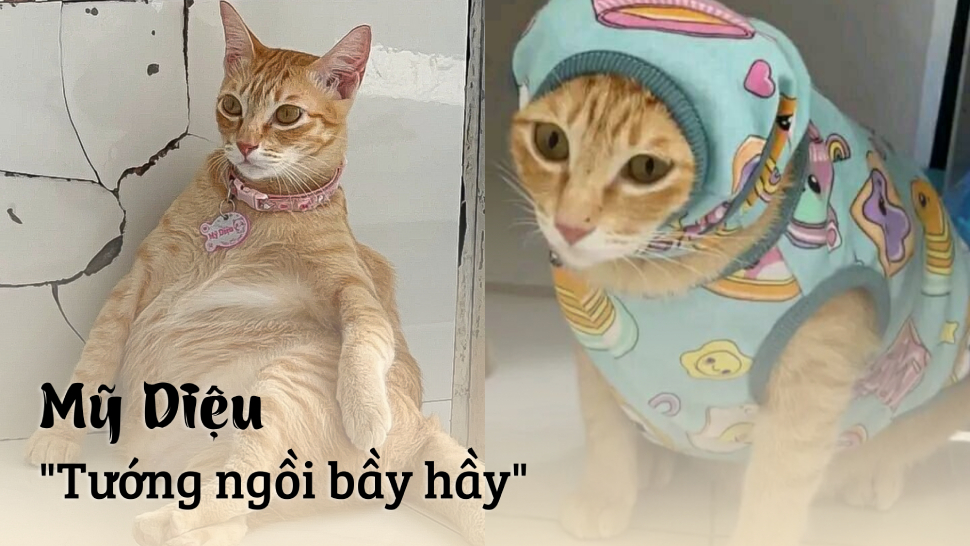 Hình nền Mỹ Diệu và những chiếc mèo 