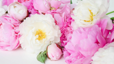 Cài hình nền hoa mẫu đơn hút tình yêu ngày Valentine